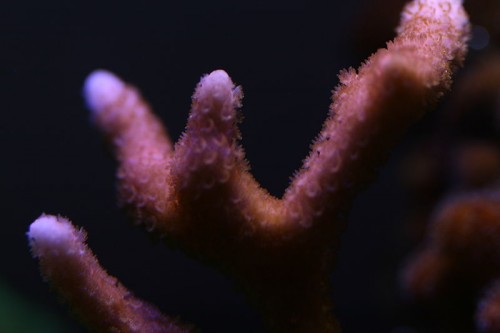 Montiopora