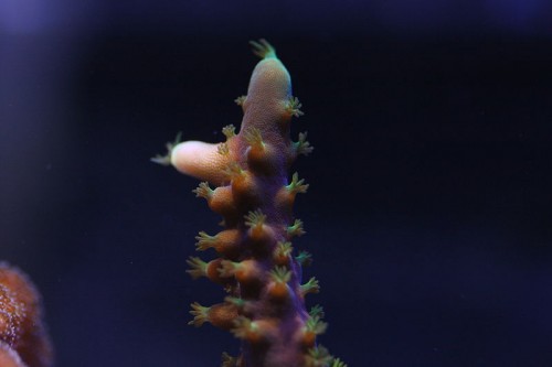 acropora tricolor (mangler polypfarven)