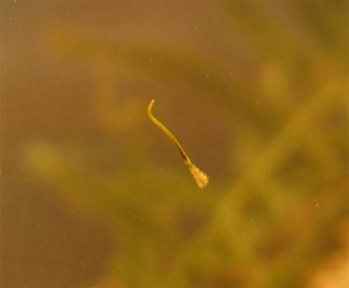 worm2.jpg