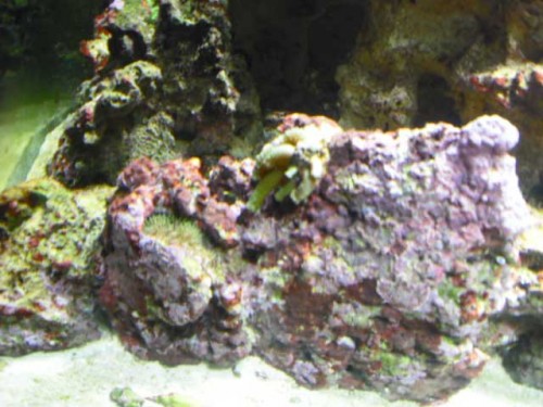 Akvarium-4.10.2011-021.jpg