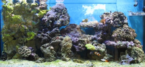 akvarie (2).JPG