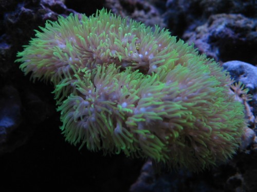 Briareum asbestinum_01.JPG