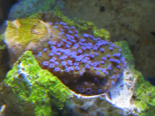 Montipora Reverse Pokerstar_01.JPG