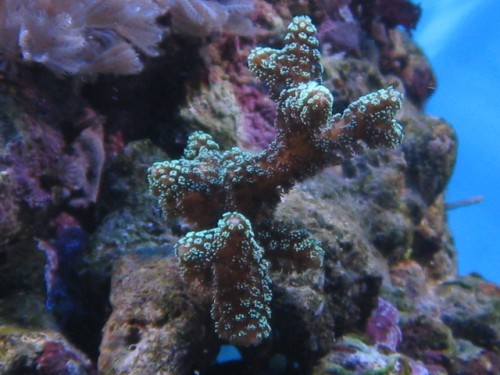 Seriatopora caliendrum_01.JPG