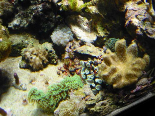 Akvarium-4.10.2011-006.jpg
