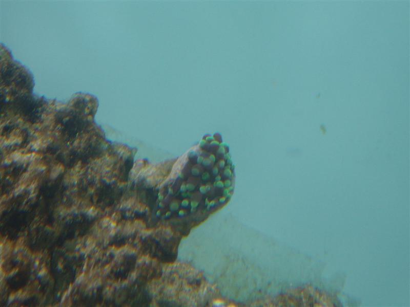 PC170020 (Medium).JPG