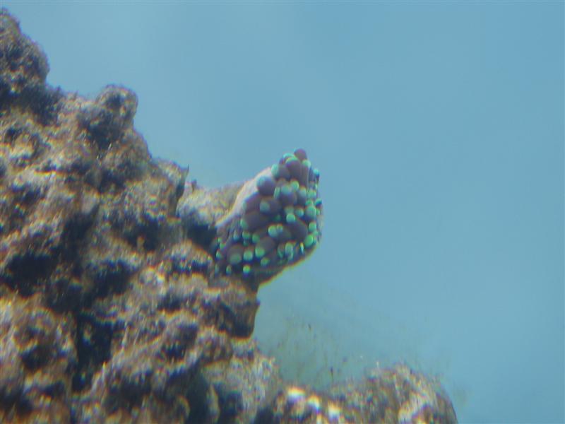 PC170026 (Medium).JPG