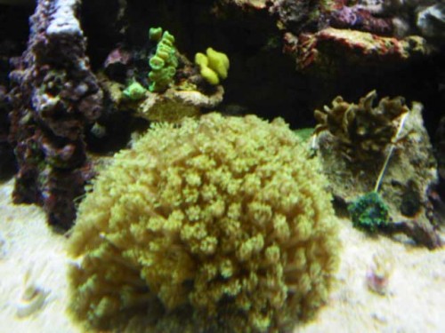 Akvarium-11.10.2011-012.jpg