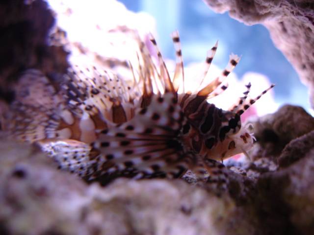 Ham her er jeg helt pjattet med. <br />Dendrochirus zebra