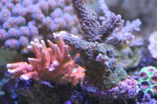 IMG_0669.JPG