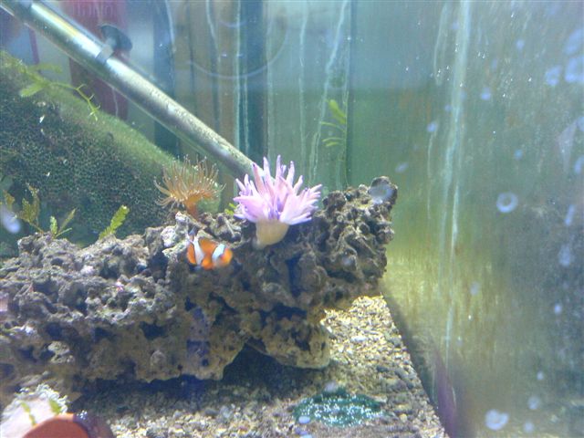 anemone