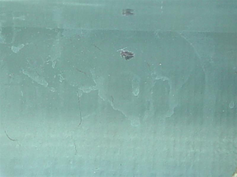 Mærkelig snegl (1) (Medium).JPG