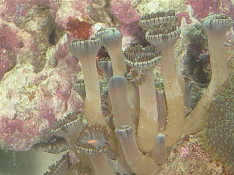 Mærkelig snegl (4) (Medium).JPG