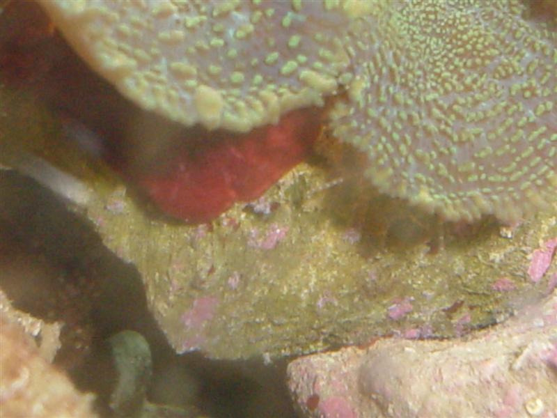 Fangearme (1) (Medium).JPG