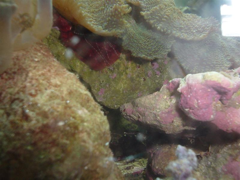 Fangearme (2) (Medium).JPG