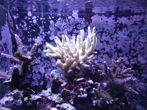 DSCF0648.JPG