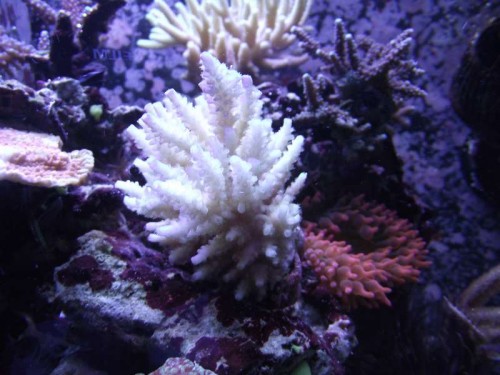 DSCF0650.JPG
