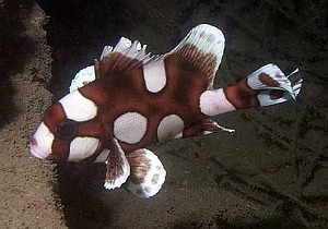 121045-Clown  Harlequin Sweetlips (juvenile)-Plectorhinchus chaetodonoides.jpg