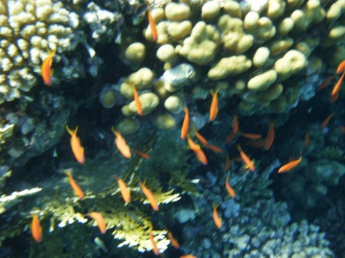 PA280083.jpg