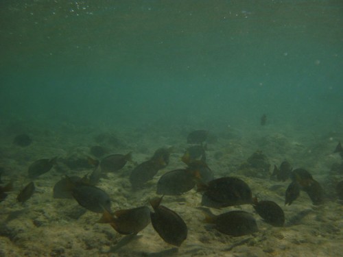 PA270049.jpg