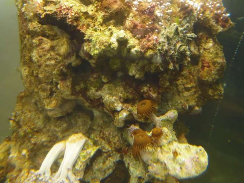Protopalythoa?
