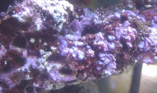 IMAG0490.jpg