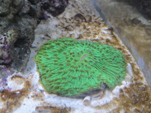 Akvarie1 005.JPG