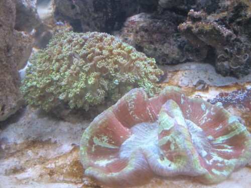 Akvarie1 009.JPG