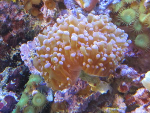 Billede 069.jpg
