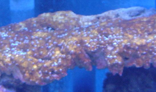 cyano.JPG