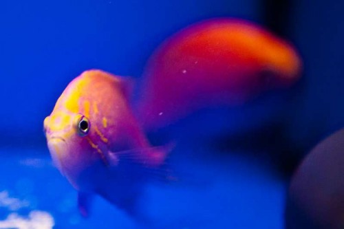 111116 Decocean (60 of 61).jpg