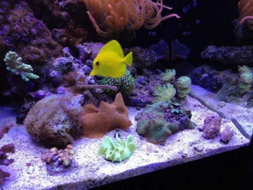 Frag hylden