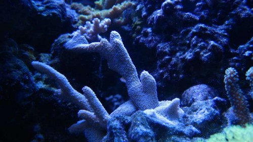 IMG_6385.JPG