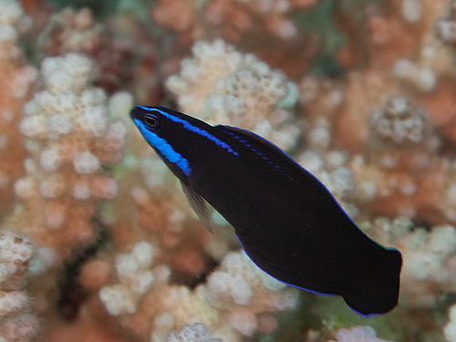 Pseudochromis springeri.jpg