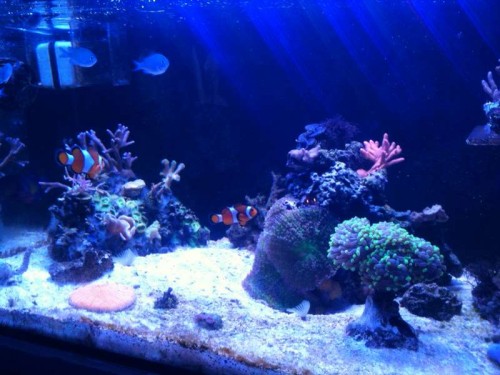 FTS