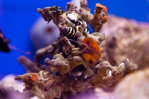 111125 Decocean (50 of 53).jpg