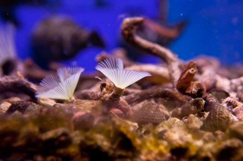 111125 Decocean (59 of 60).jpg