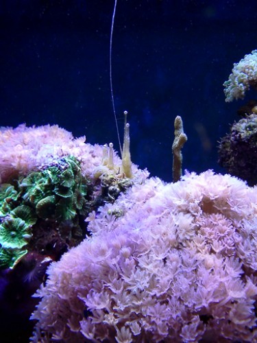 IMG20111202_005-WEB.jpg (146.09 KiB) Vist 1137 gange Oversigts billede...