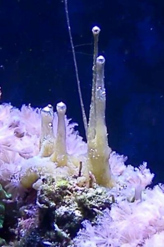 IMG20111202_005-Crop-WEB.jpg (26.08 KiB) Vist 1137 gange Tæt på...