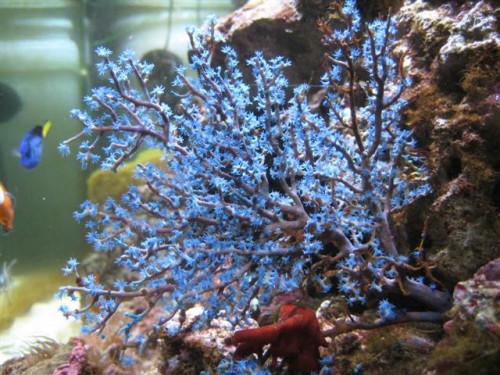 Anthogorgia sp.jpg