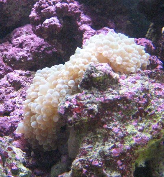 Min anemone Quadricolor. Den bevæger lidt på sig. Tror ikke den kan lide min Tunze nano.