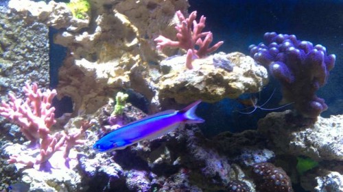torpedo makrel