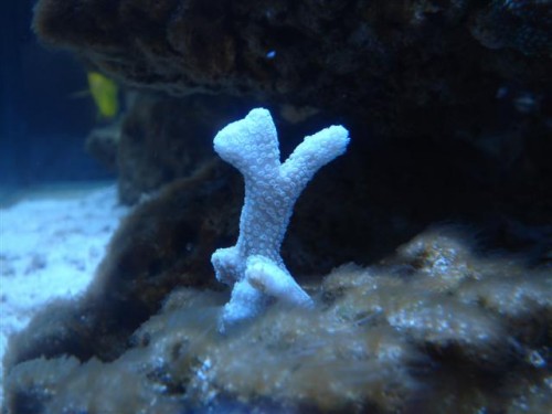M. digitata (2).JPG