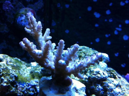 A. granulosa.JPG