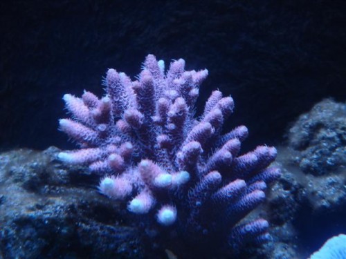 A. millepora vægst.JPG