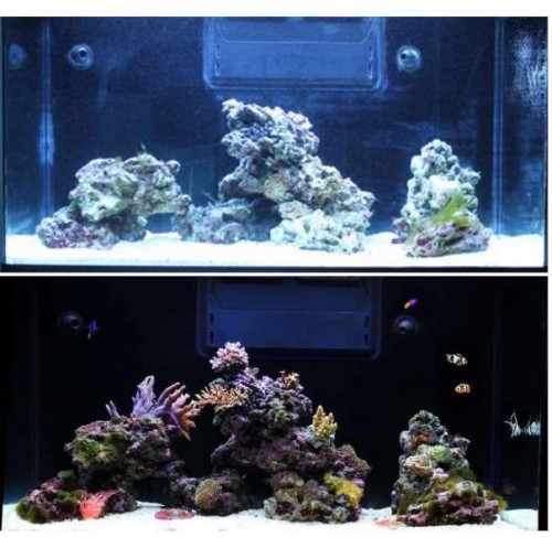 before and after.jpg