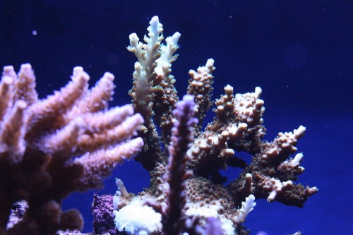 IMG_7471.JPG