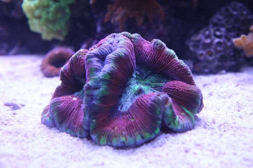 IMG_7478.JPG