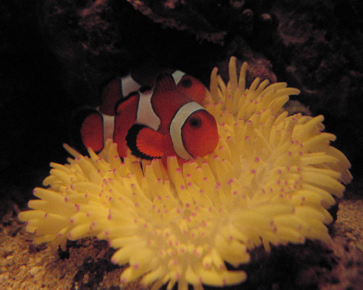 Billede 004.jpg