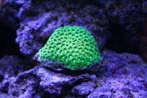 sten coral.JPG